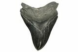Serrated, Fossil Megalodon Tooth - South Carolina #370001-1